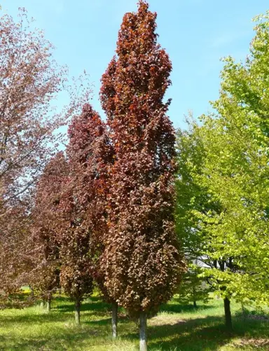 fagus-red-obelisk-6