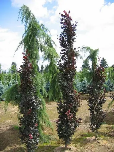 fagus-red-obelisk-7