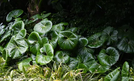 Farfugium japonicum giganteum lush foliage.