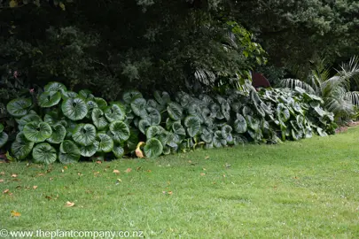 Farfugium japonicum giganteum plants with lush foliage in a border garden.