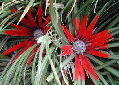 fascicularia-bicolor-1