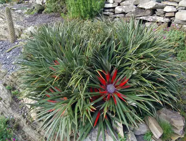 fascicularia-bicolor-3