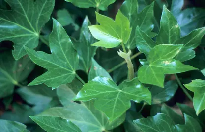 Fatshedera lizei plant with green foliage.