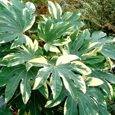 fatsia-japonica-variegata--1