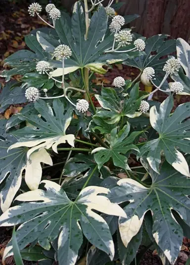 fatsia-japonica-variegata-