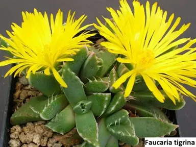 faucaria-tigrina--2