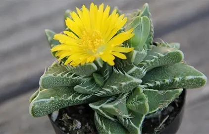 faucaria-tigrina-