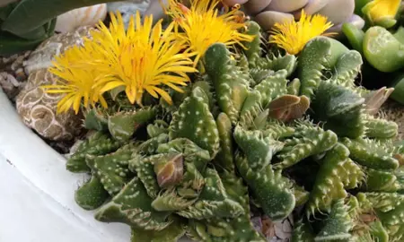 faucaria-tuberculosa-