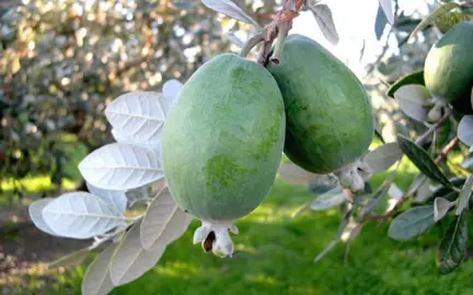 feijoa-pounamu-