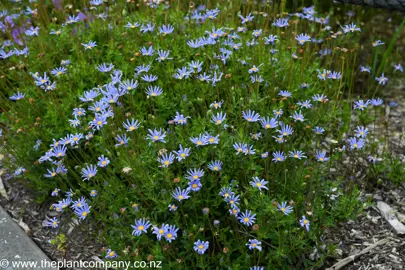 Felicia amelloides growing as a groundcover with blue flowers.