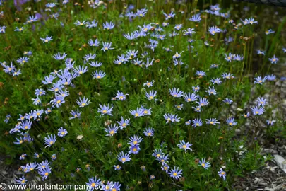 Felicia amelloides growing as a groundcover with blue flowers and green foliage.