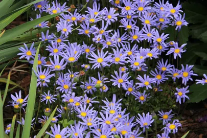 Felicia amelloides blue marguerite plant.