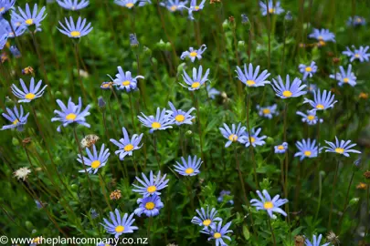 Felicia amelloides blue flowers with yellow centres.