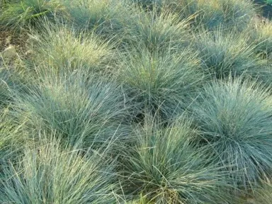 Festuca actae blue grass plants.