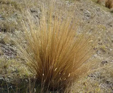 festuca-novae-zelandiae--1