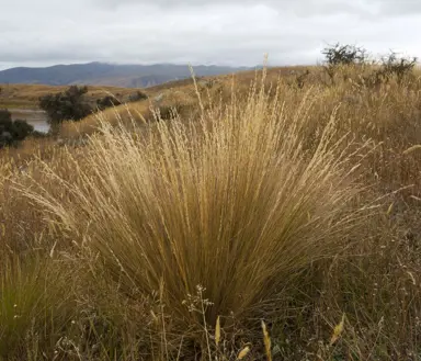 festuca-novae-zelandiae-