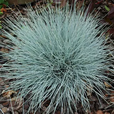 festuca-shades-of-blue-