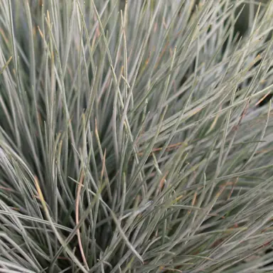 festuca-shades-of-blue-1