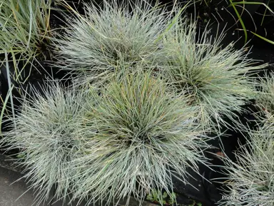 festuca-shades-of-blue-2