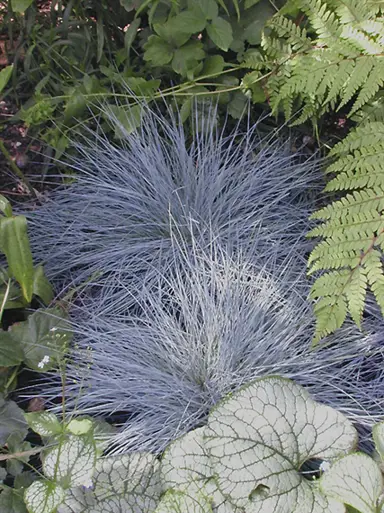 festuca-shades-of-blue-3