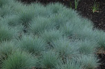 festuca-glauca-