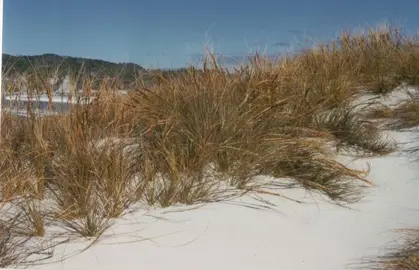 Ficinia spiralis plants growing on a sand dune.