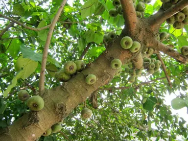 Ficus auriculata tree with figs on the trunk.