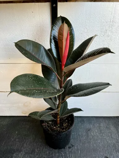 Ficus Black Knight growing in a pot with lush, dark foliage.