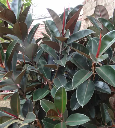 ficus-burgundy-2