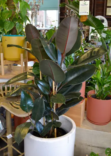 ficus-burgundy-3