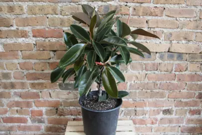 Ficus elastica 'Melany' plant in a pot.