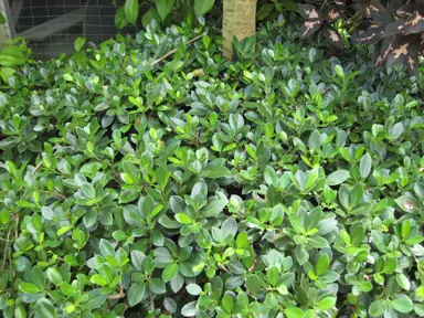 Ficus 'Green Island' plant with lush foliage.