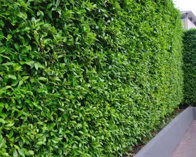 Ficus hillii 'Emerald' hedge.