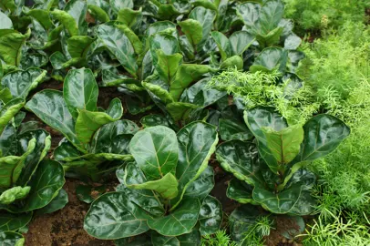 Ficus lyrata 'Bambino' plants with lush green foliage.