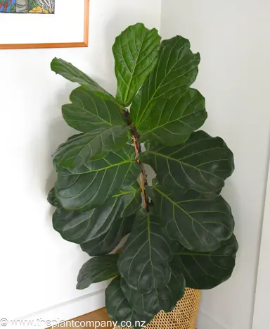 Ficus lyrata indoor plant with lush green leaves.