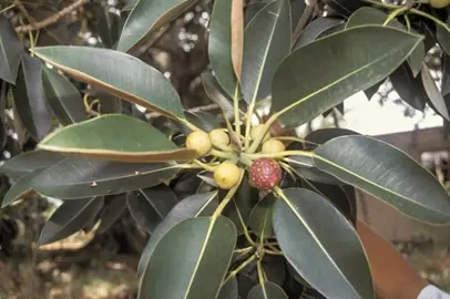 Ficus macrophylla foliage and fruit.