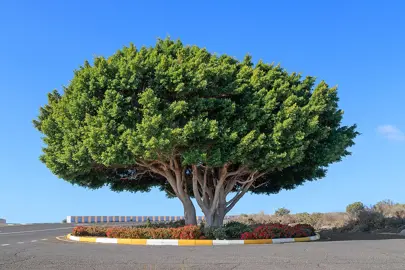 Ficus microcarpa tree.