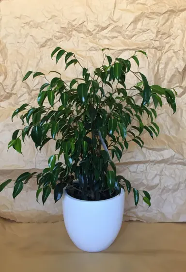 Ficus 'Midnight Beauty' plant in a pot with lush foliage.