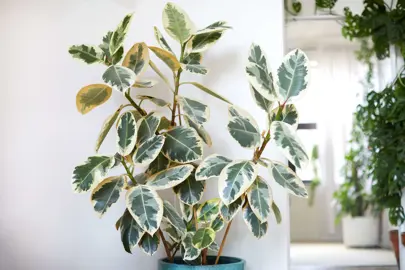 Ficus Tineke plant growing in a pot.