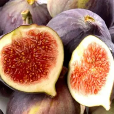 Fig Vlassoff fruit.