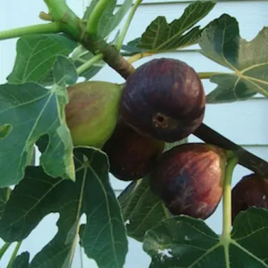 fig-omapere-