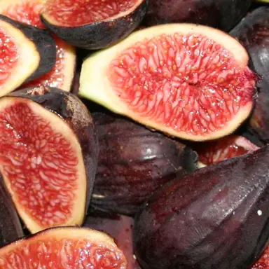 fig-brunoro-black-1