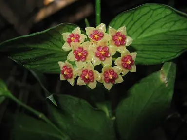 hoya-polyneura-1