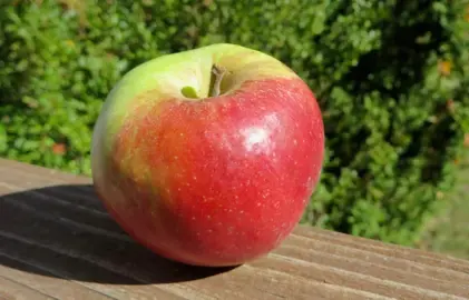 'Flower Of Kent' apple fruit.