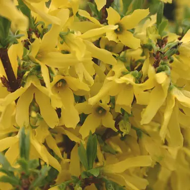 Forsythia bronxensis yellow flowers.