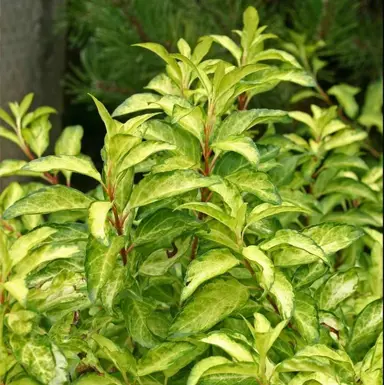 Forsythia 'Fiesta' variegated foliage.