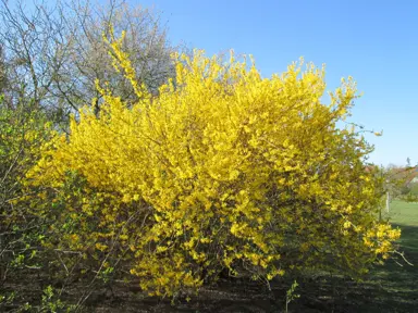 Forsythia intermedia shrub covered in yellow flowers.