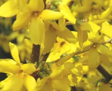 Forsythia 'Karl Sax' plant with masses of yellow flowers.