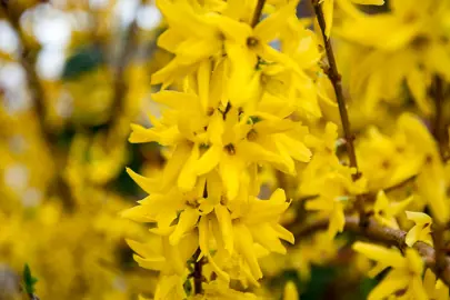 Forsythia 'Lynwood Gold' yellow flowers.