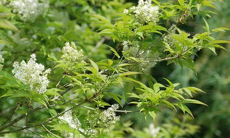 Fraxinus sieboldiana white flowers and green foliage.